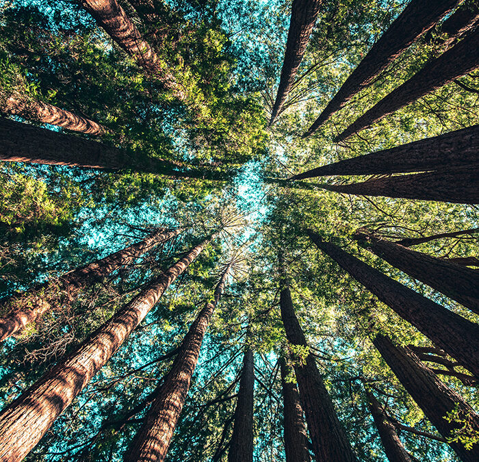 Wheel of Life, Wheel of We.